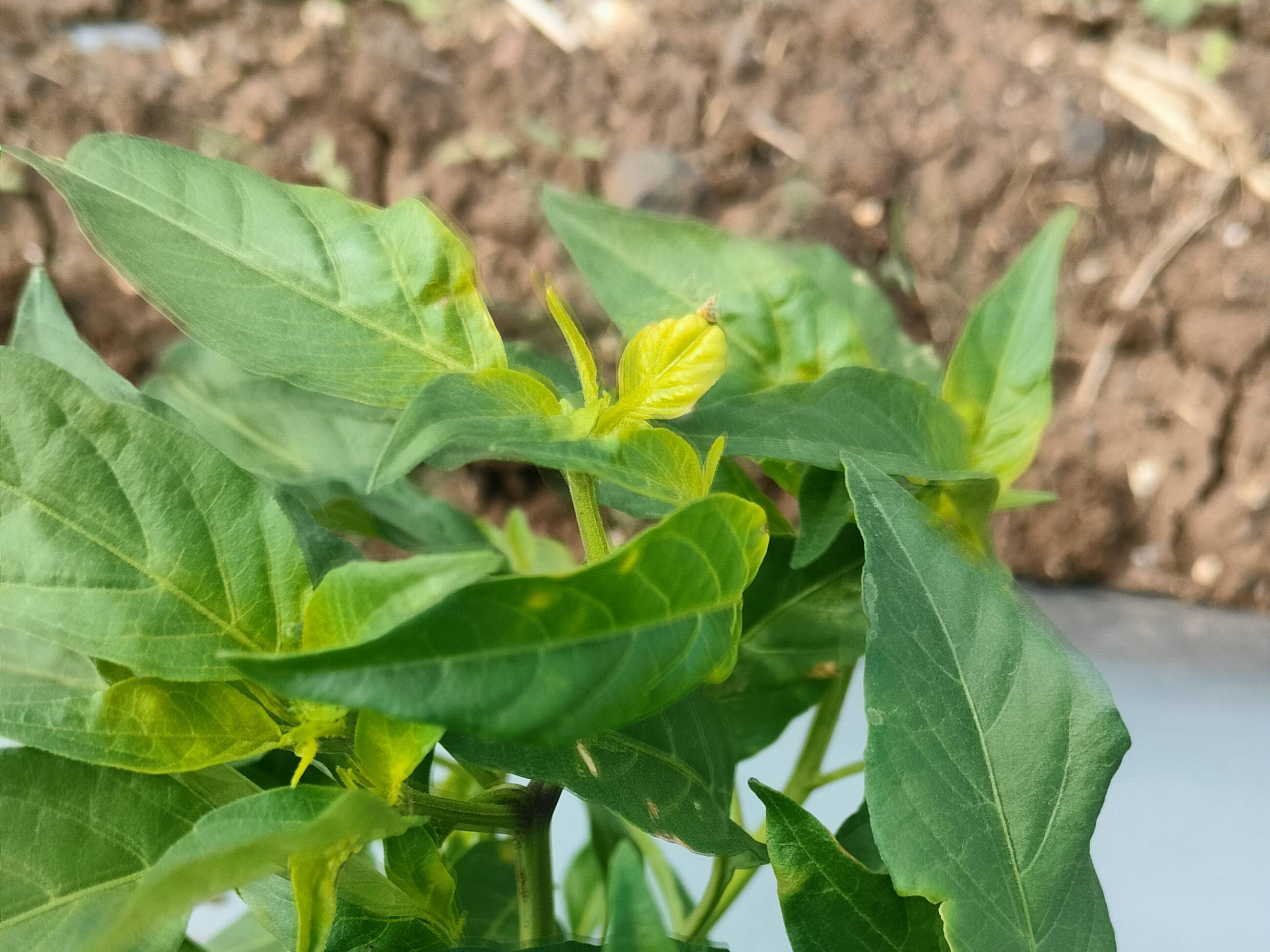 G4 Chilli for sale in Surat, Gujarat