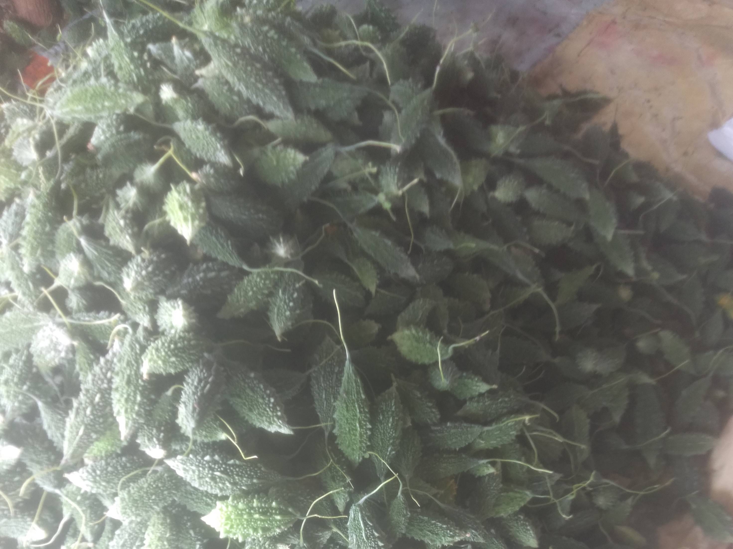 Green Bitter Gourd for sale in Wardha, Maharashtra