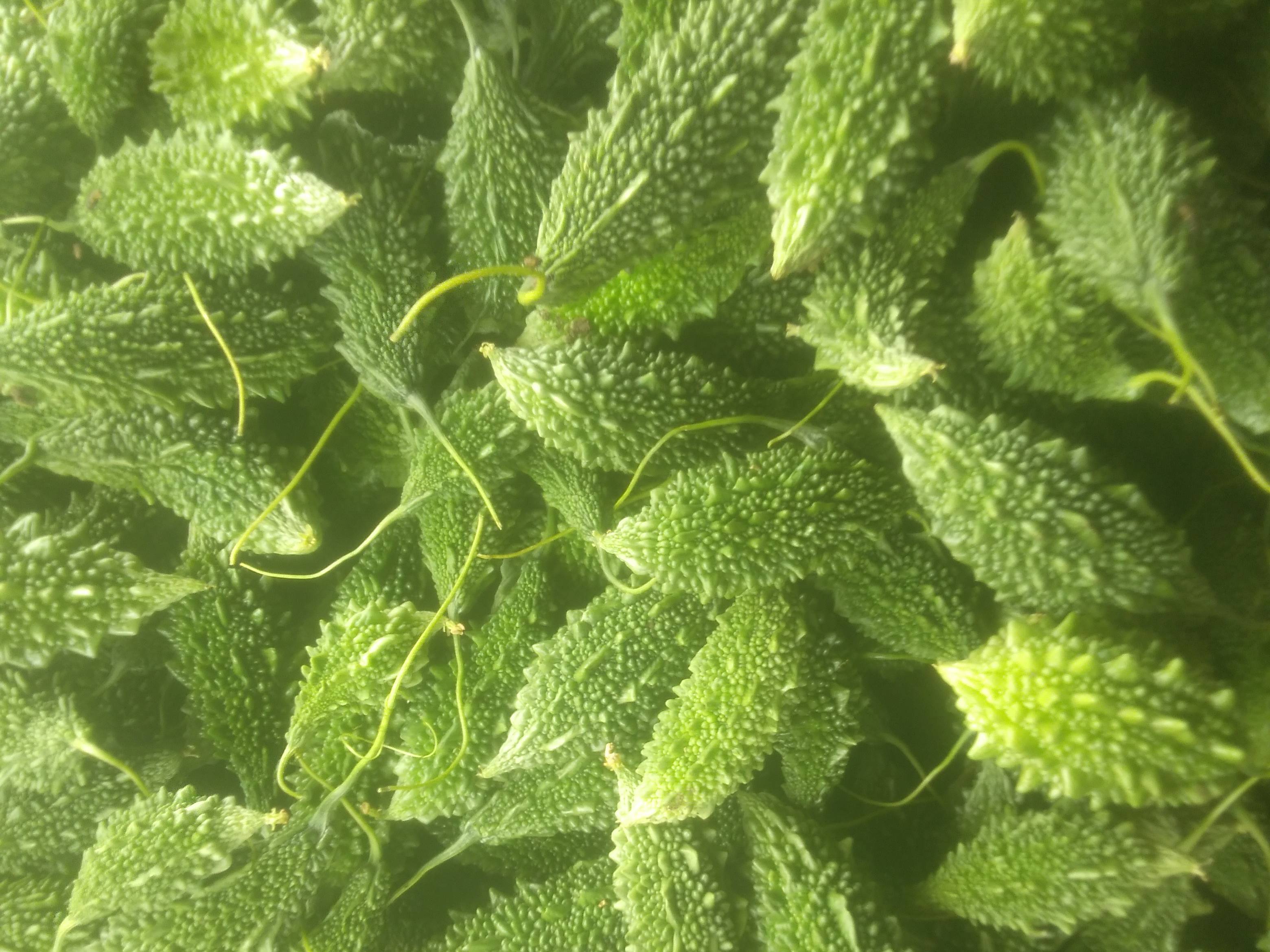 Green Bitter Gourd for sale in Wardha, Maharashtra