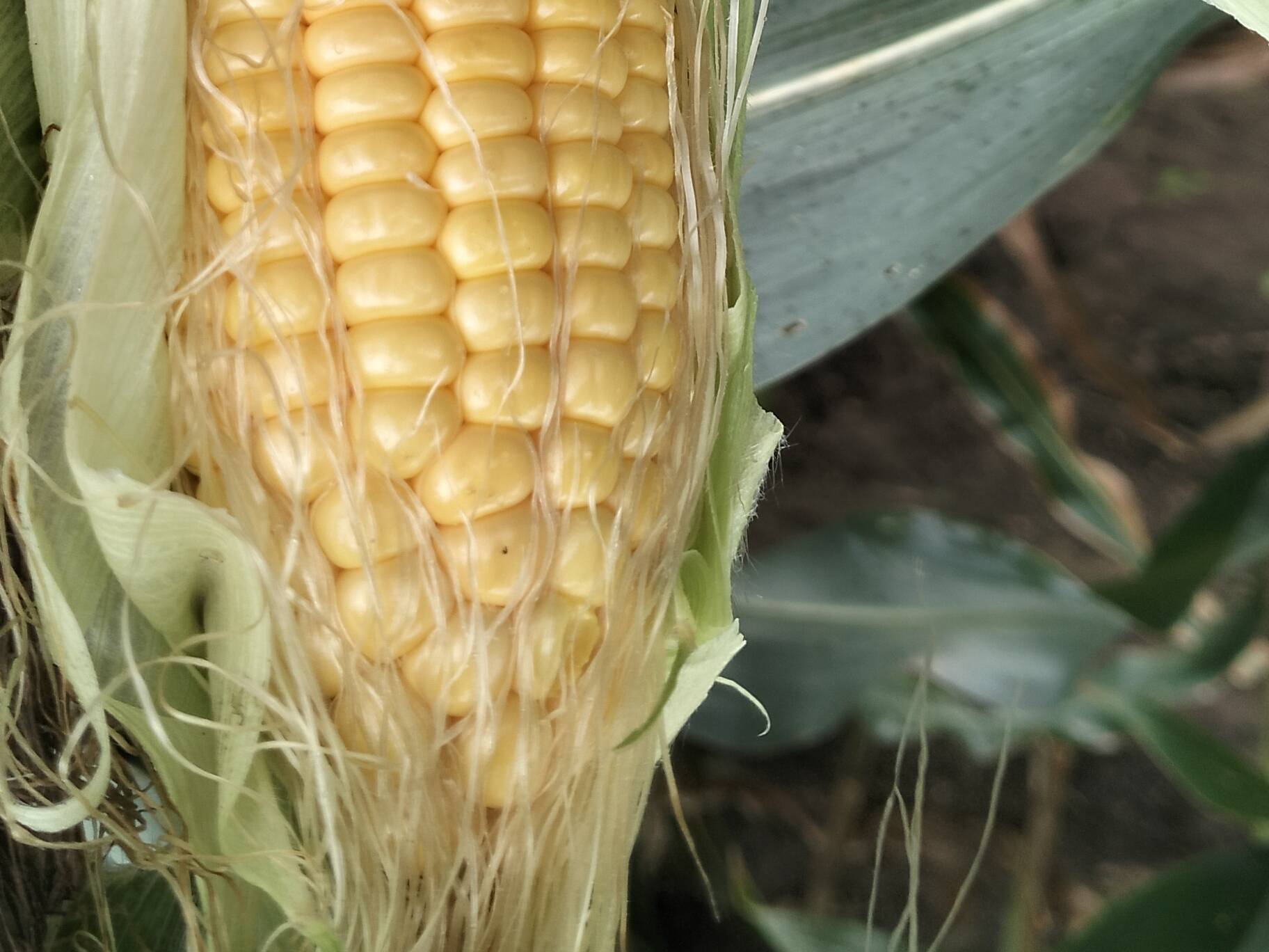 Sweet Corn विक्रीसाठी, पुणे, महाराष्ट्र