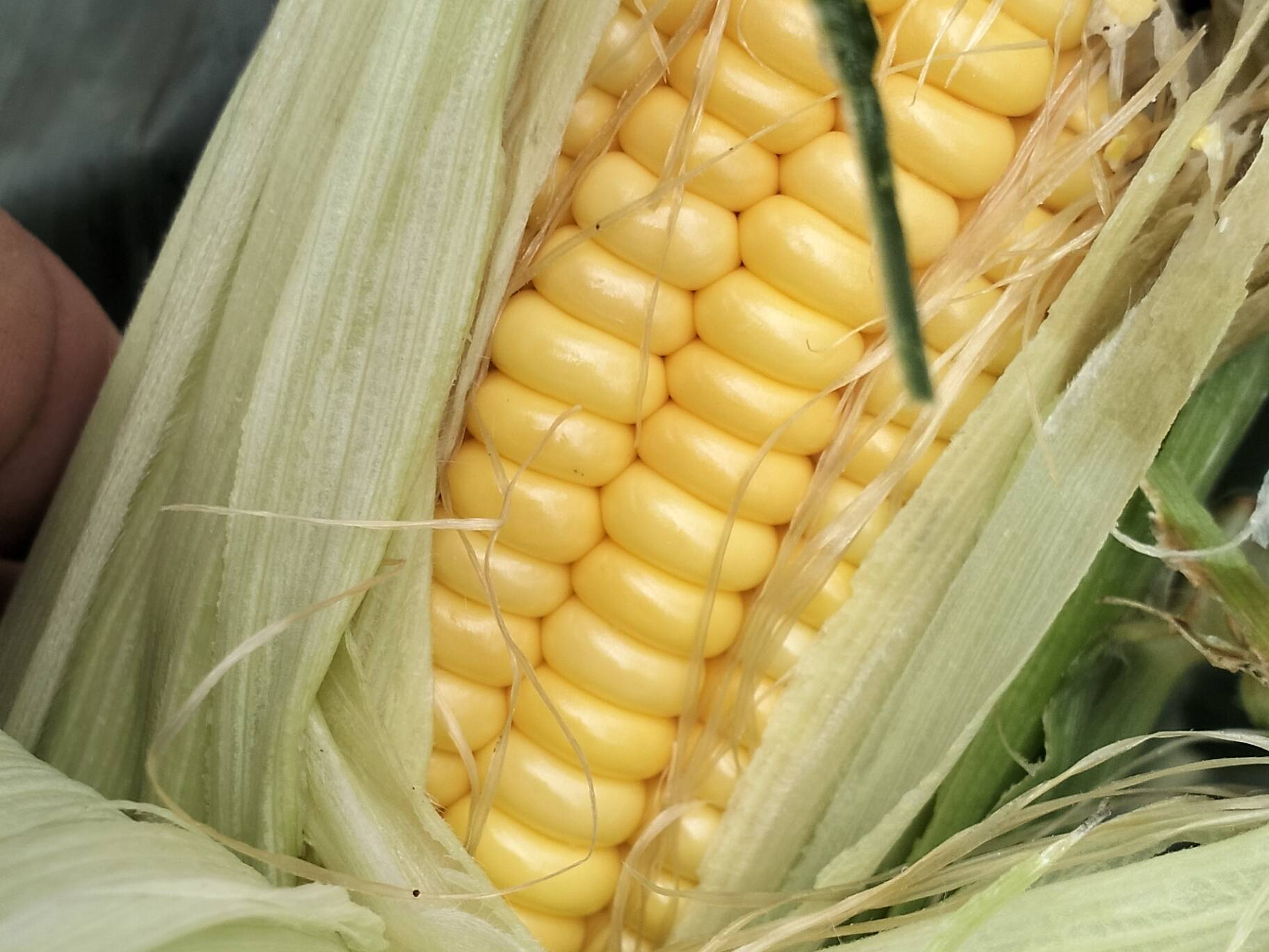 Sweet Corn विक्रीसाठी, पुणे, महाराष्ट्र