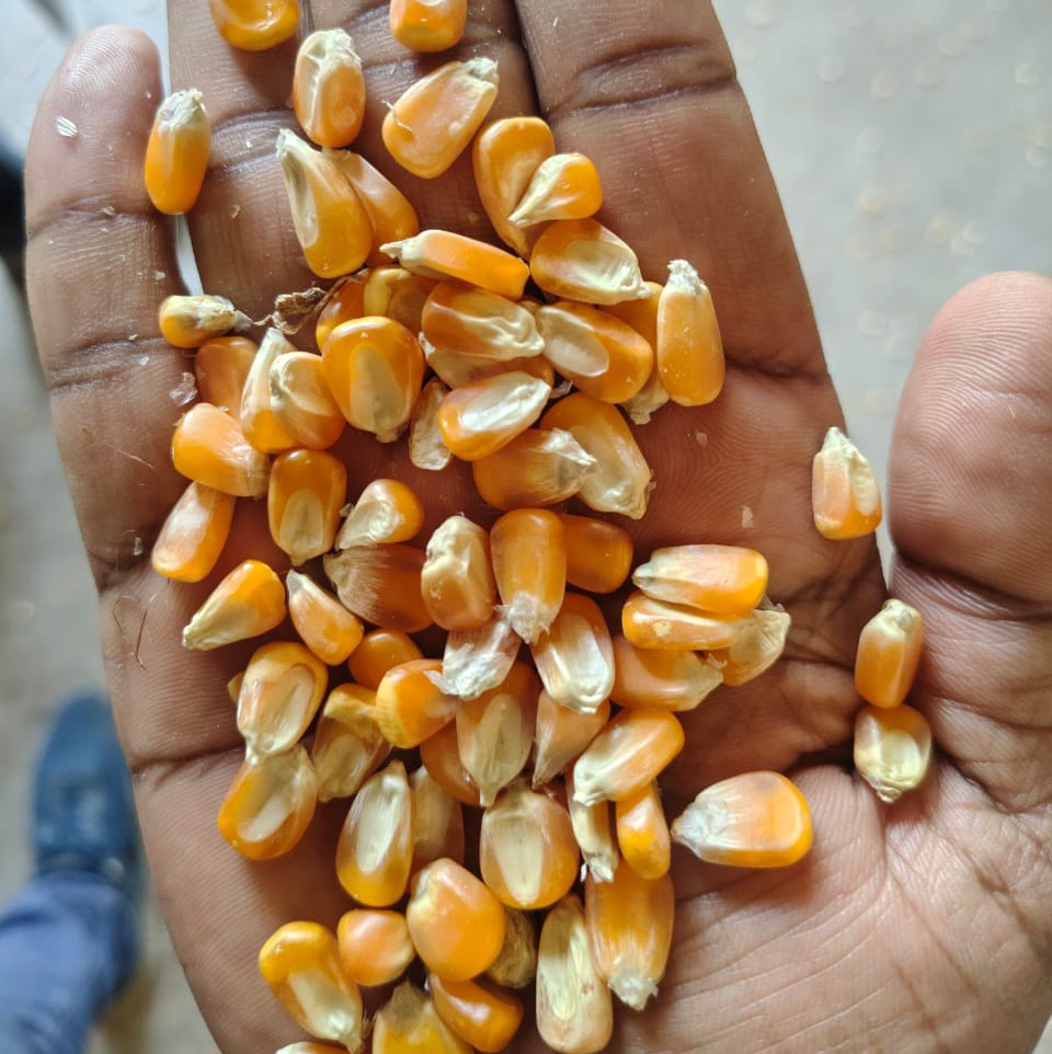 Dent Corn बिक्री के लिए, मुक्तसर, पंजाब
