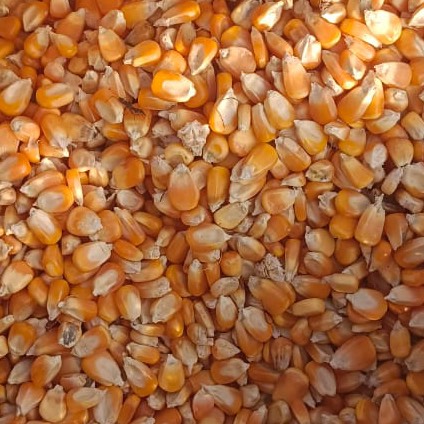 Dent Corn बिक्री के लिए, मुक्तसर, पंजाब