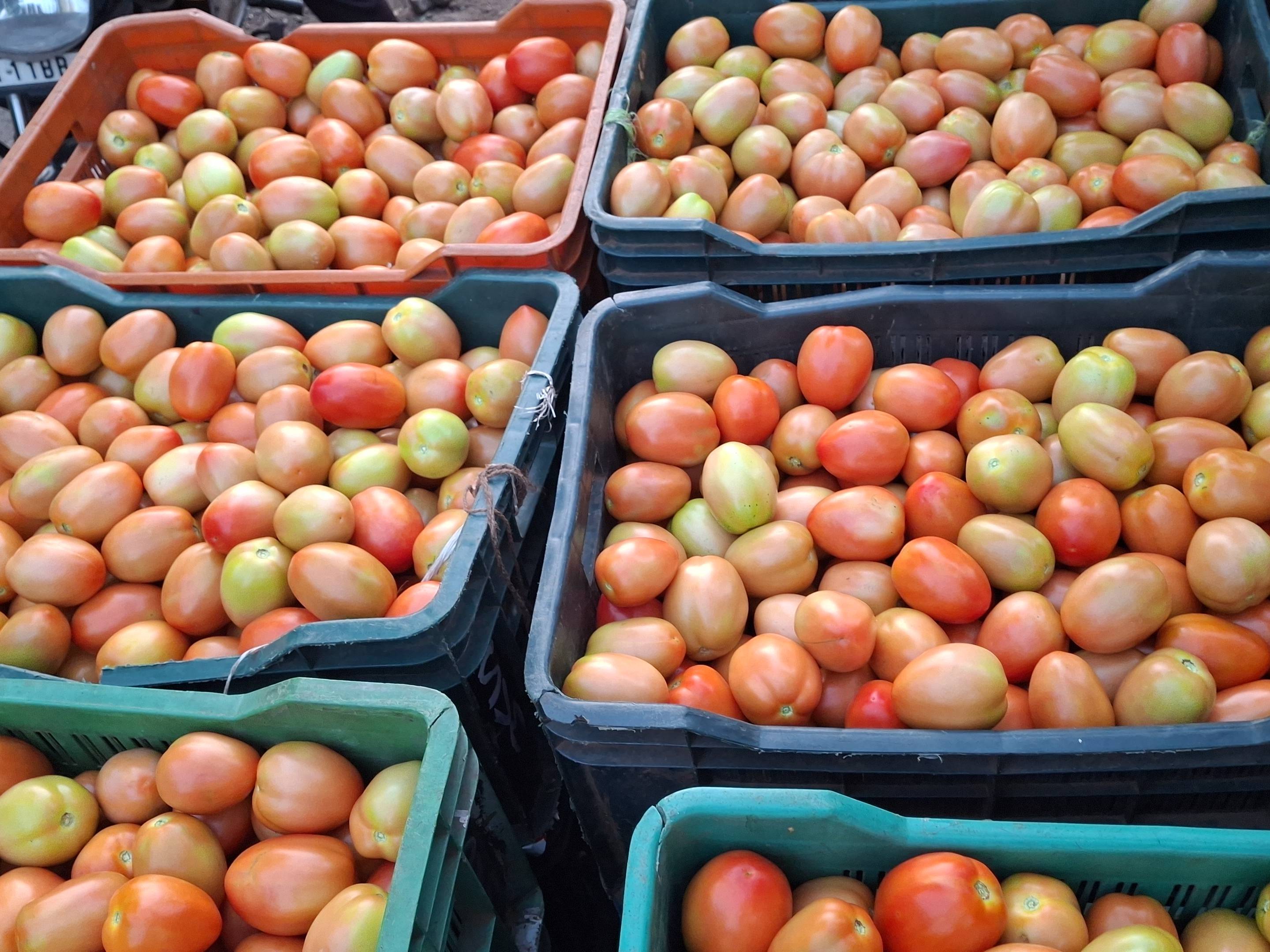 Atharva Tomato विक्रीसाठी, सातारा, महाराष्ट्र