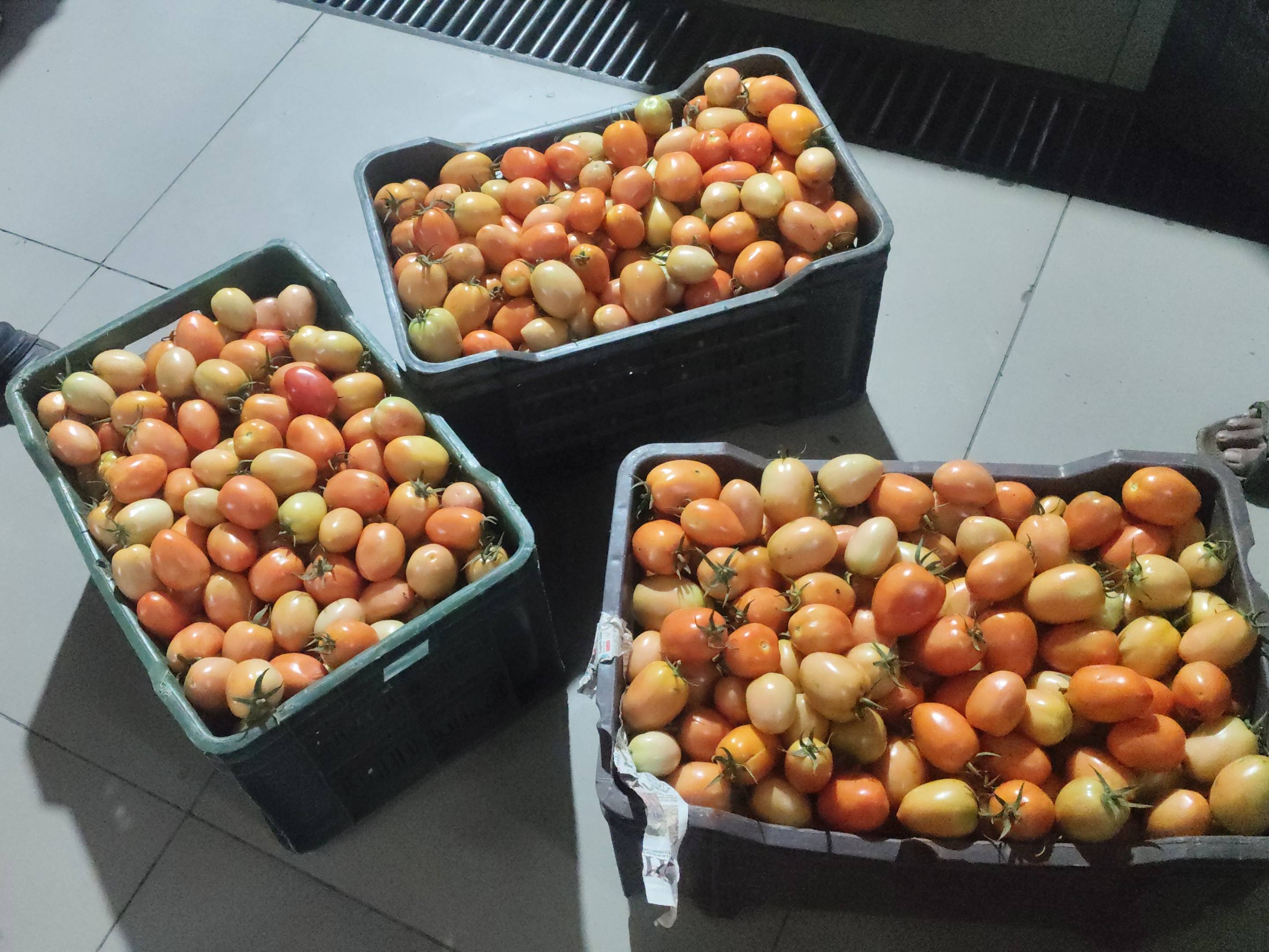 Atharva Tomato for sale in Satara, Maharashtra