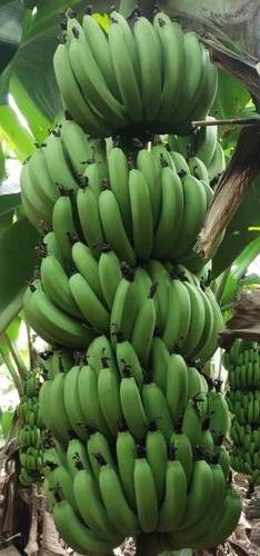 Cavendish Banana बिक्री के लिए, सोलापुर, महाराष्ट्र