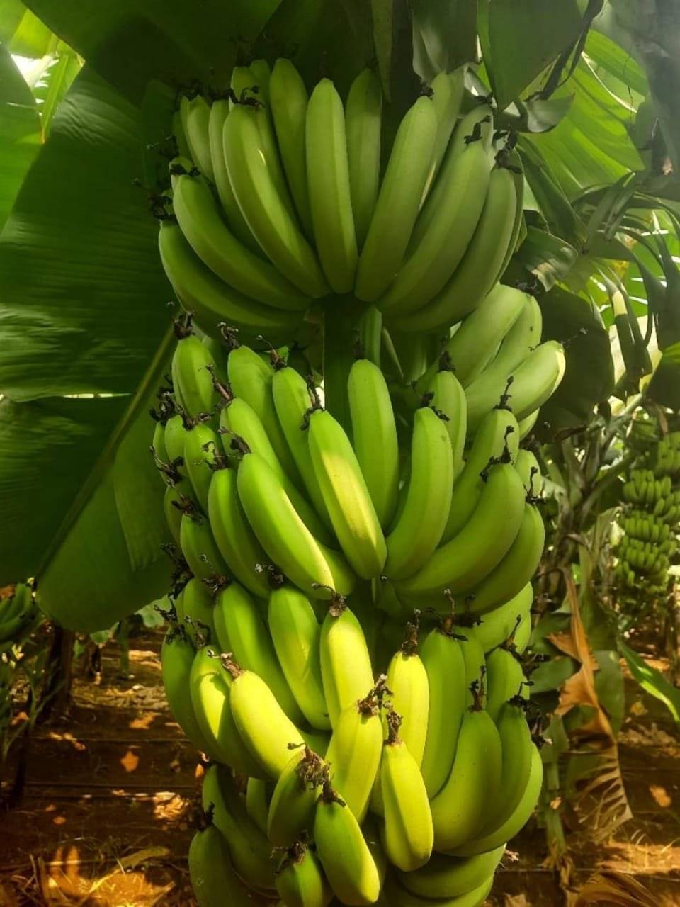 Cavendish Banana बिक्री के लिए, सोलापुर, महाराष्ट्र