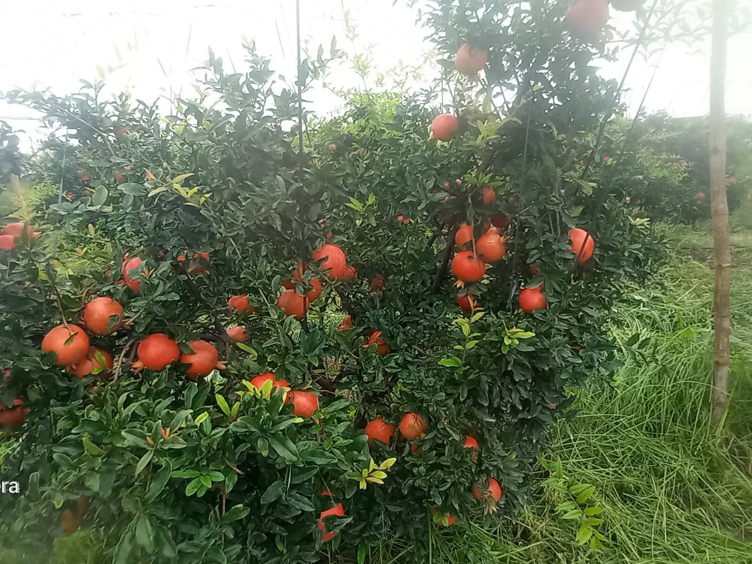 Bhagwa विक्रीसाठी, पुणे, महाराष्ट्र