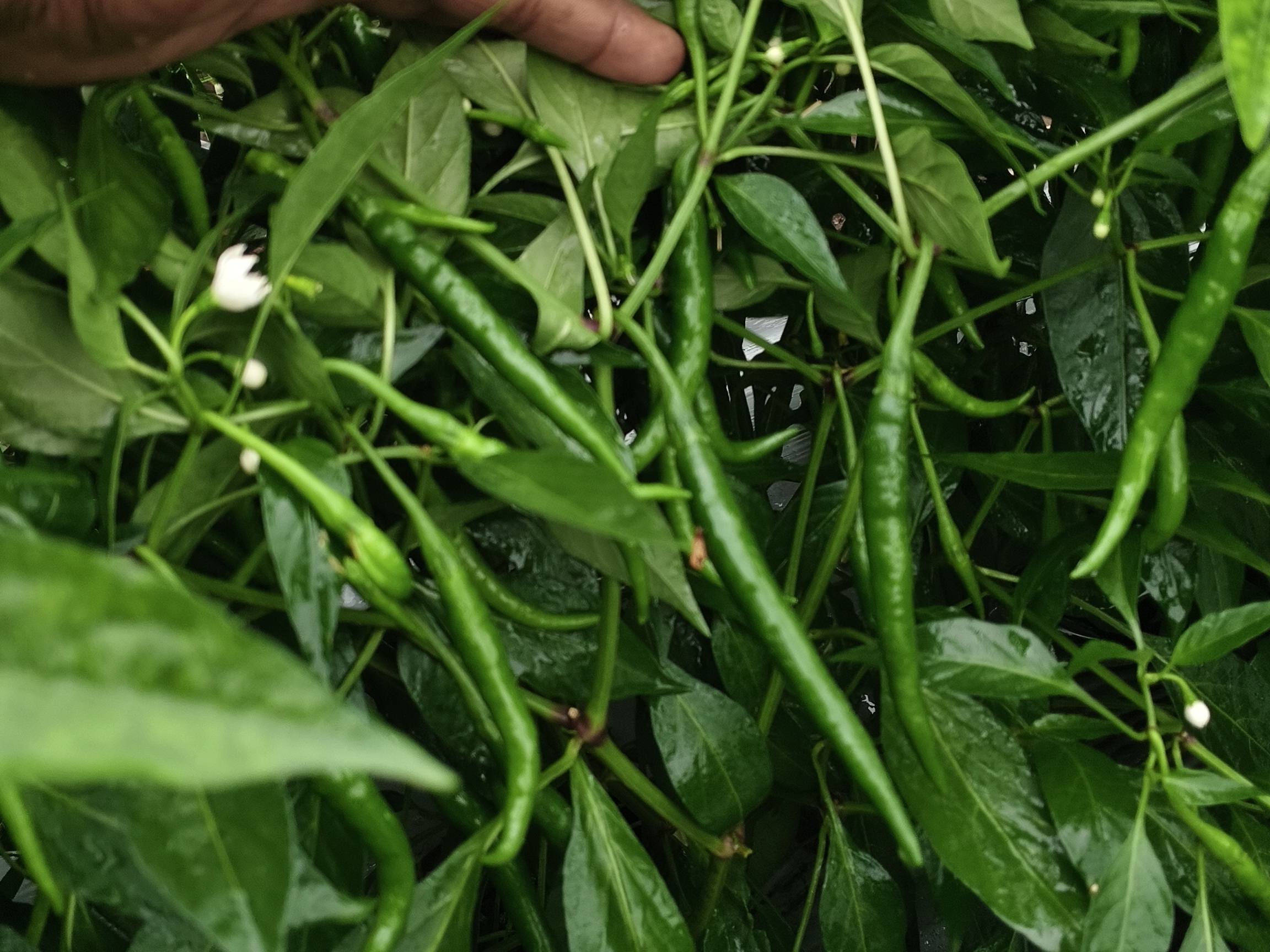 G4 Chilli for sale in Chhatrapati Sambhajinagar, Maharashtra