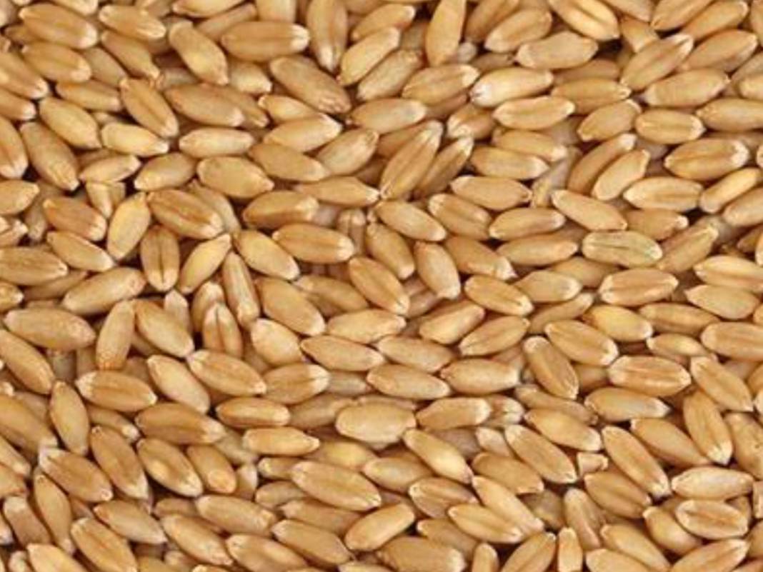 Sharbati Wheat विक्रीसाठी, अहिल्यानगर, महाराष्ट्र