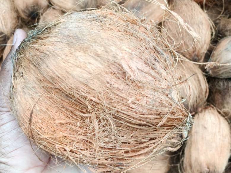 Hybrid Tender Coconut विक्रीसाठी, नागौर, राजस्थान