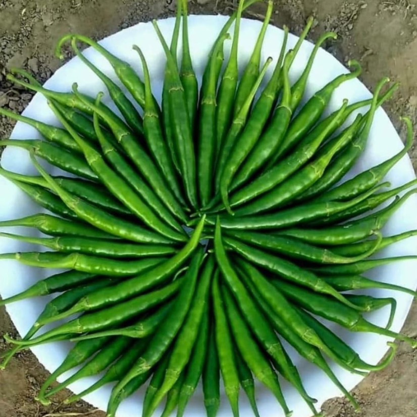 G4 Chilli विक्रीसाठी, मुंबई, महाराष्ट्र