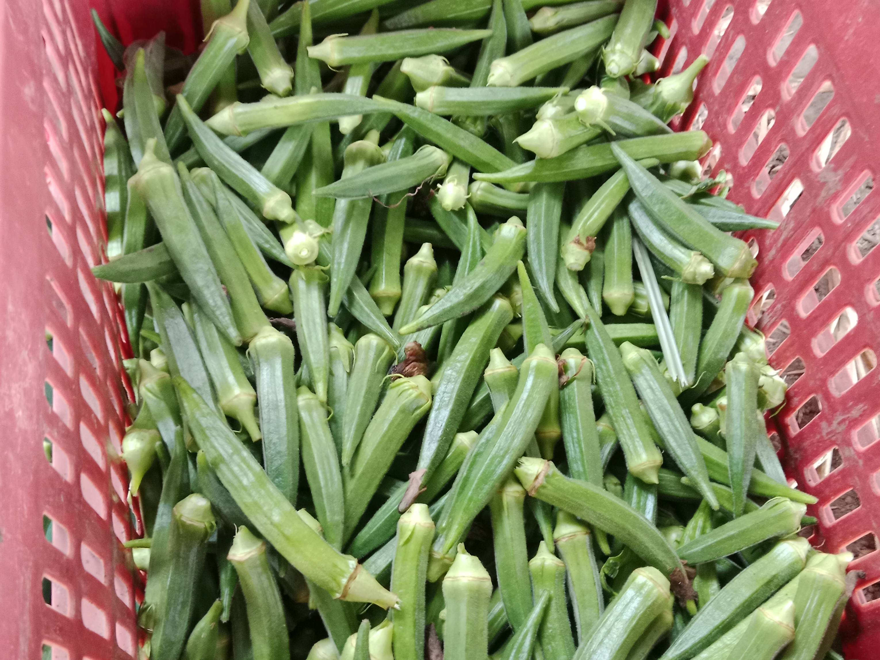 Radhika for sale in Parbhani, Maharashtra
