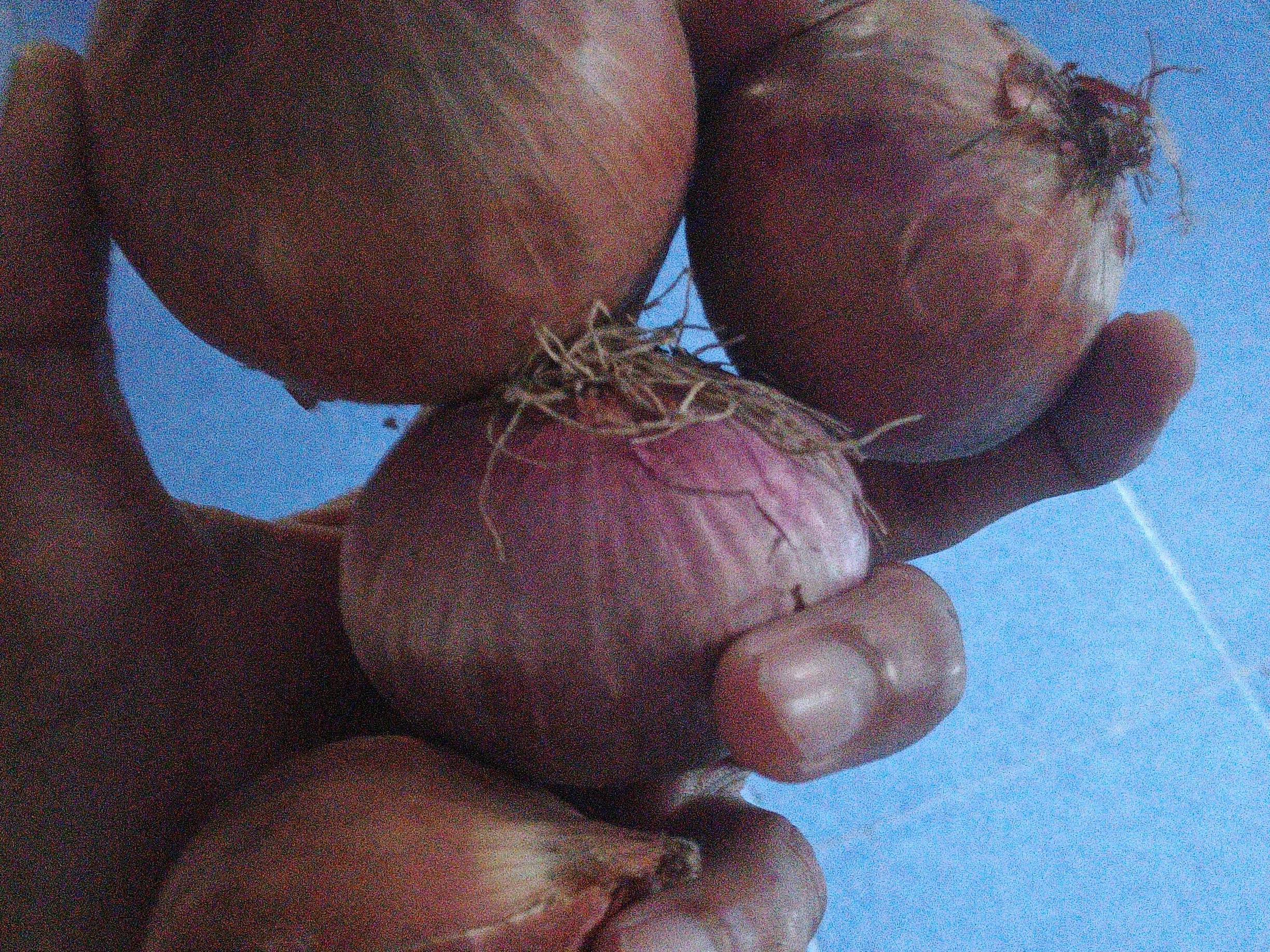 Red Onion for sale in Raigarh(MH), Maharashtra