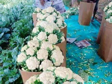 Snowball Cauliflower for sale in Buldhana, Maharashtra