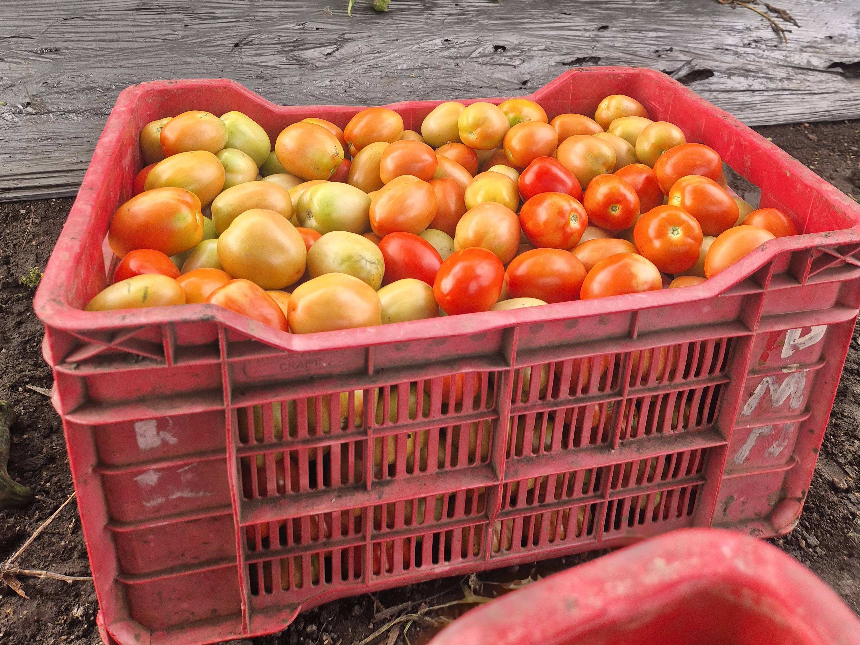 Plum Tomato बिक्री के लिए, बेलगाम, कर्नाटक