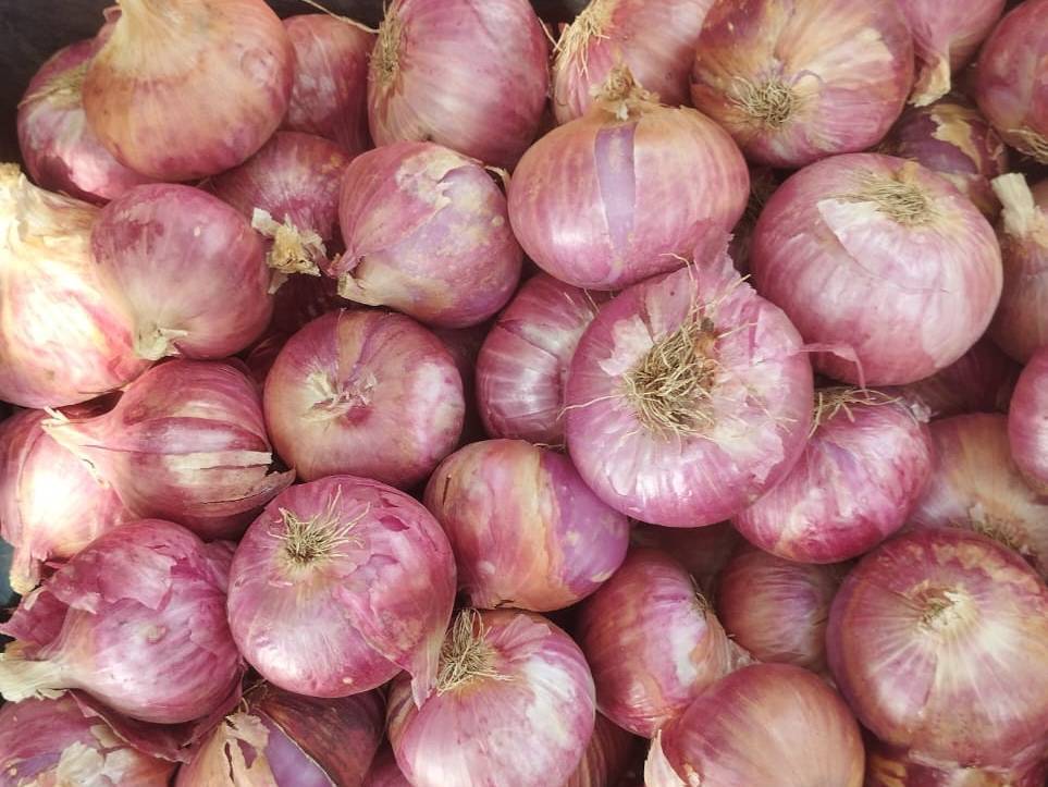 Summer Onion for sale in Pune, Maharashtra