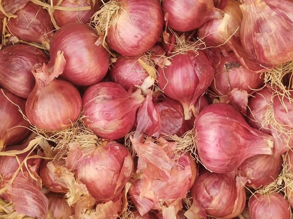 Summer Onion for sale in Pune, Maharashtra
