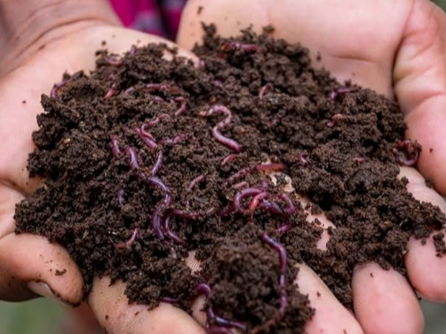 Compost Vermicompost