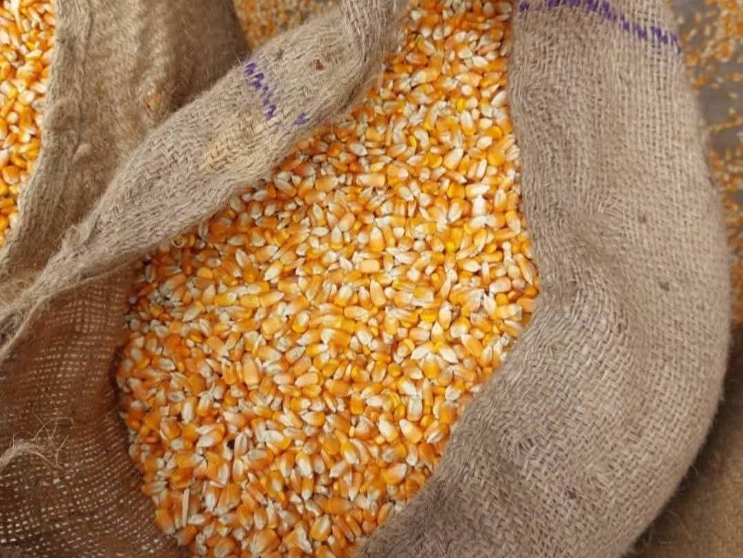 Dent Corn विक्रीसाठी, नाशिक, महाराष्ट्र