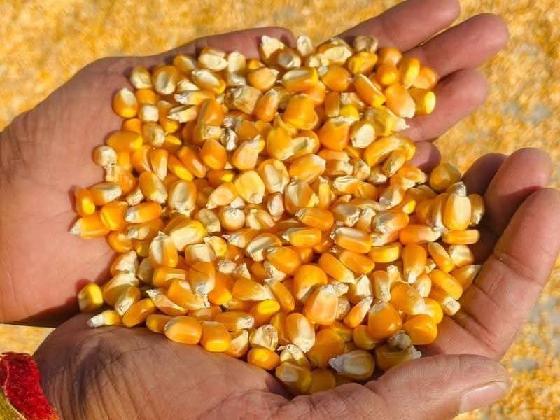 Dent Corn विक्रीसाठी, नाशिक, महाराष्ट्र