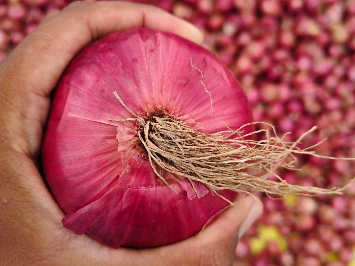 Summer Onion for sale in Nashik, Maharashtra