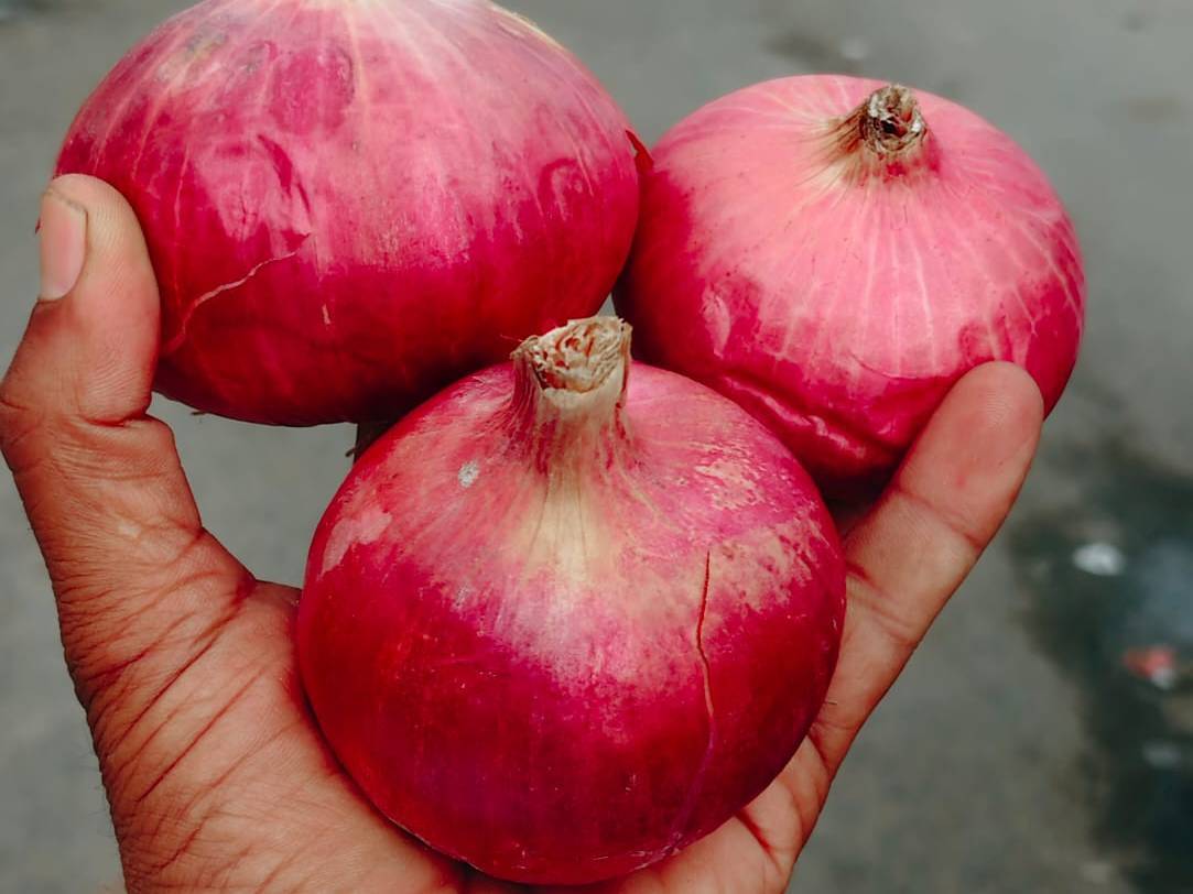Summer Onion for sale in Nashik, Maharashtra