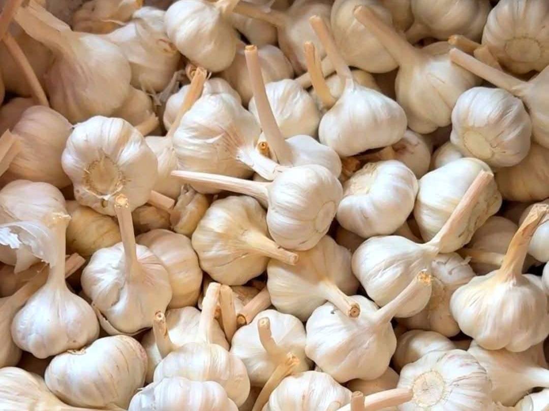 White Garlic विक्रीसाठी, नाशिक, महाराष्ट्र