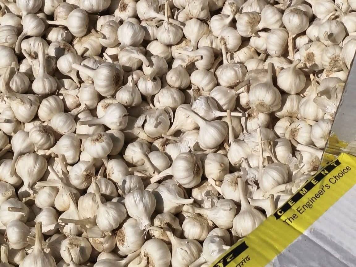 White Garlic विक्रीसाठी, नाशिक, महाराष्ट्र
