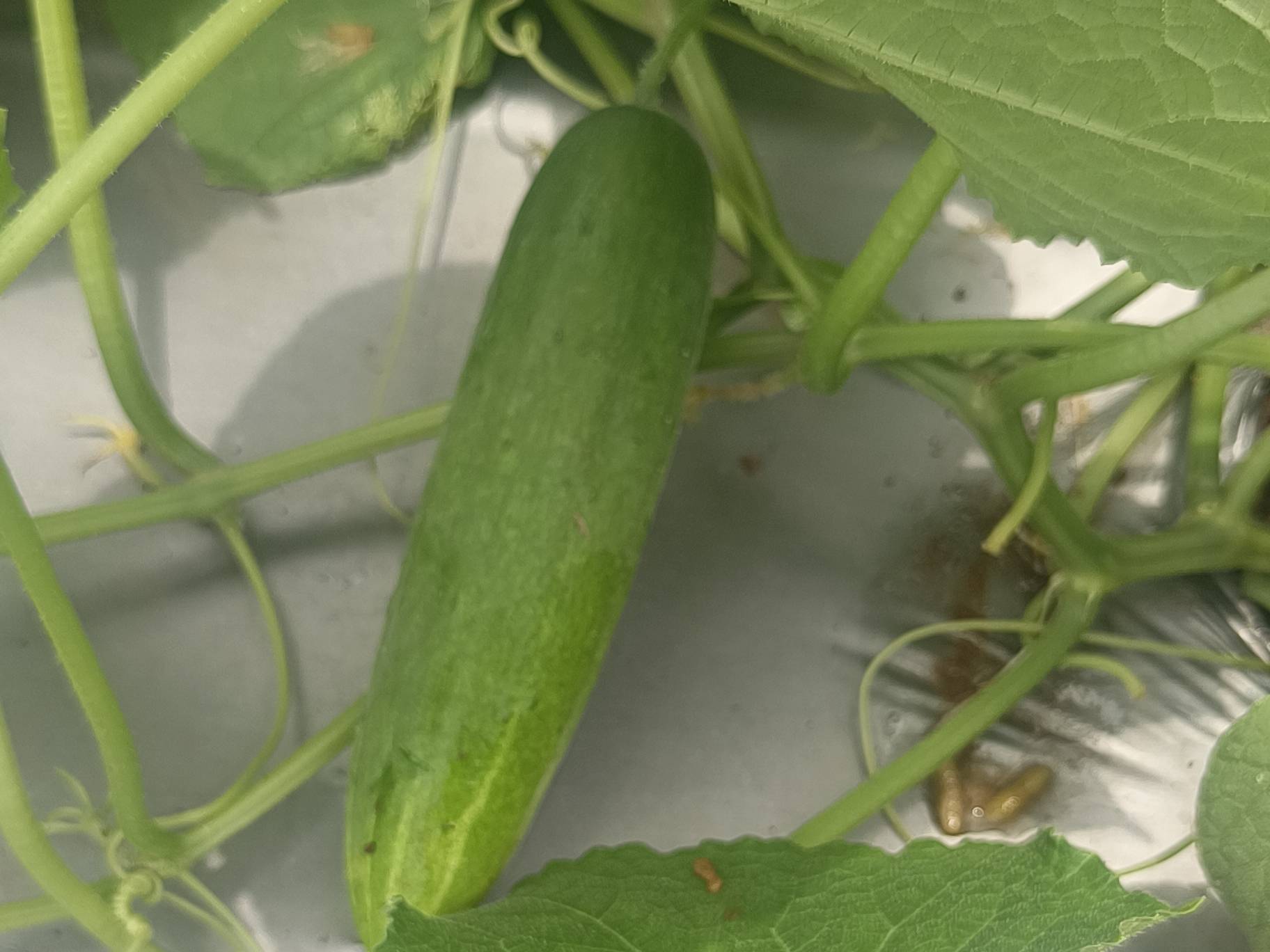 Green Cucumber विक्रीसाठी, नर्मदा, गुजरात