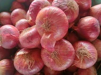 Summer Onion for sale in Ahilyanagar, Maharashtra