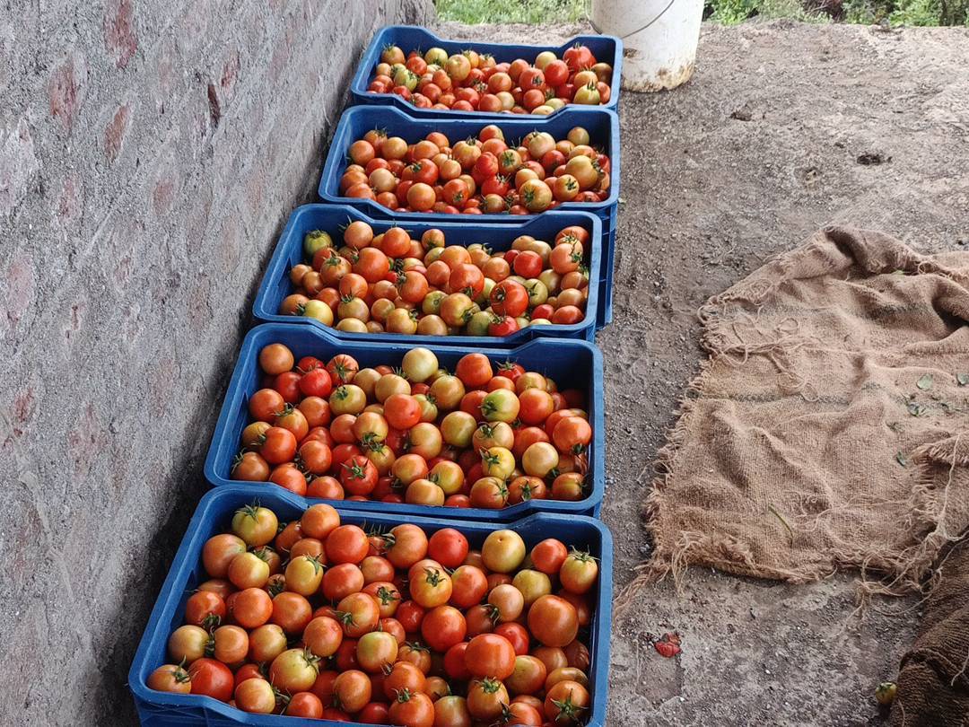 Saaho Tomato विक्रीसाठी, छत्रपती संभाजीनगर, महाराष्ट्र