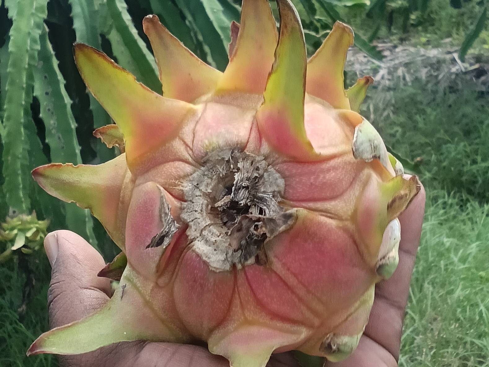 Red Dragon Fruit बिक्री के लिए, सांगली, महाराष्ट्र