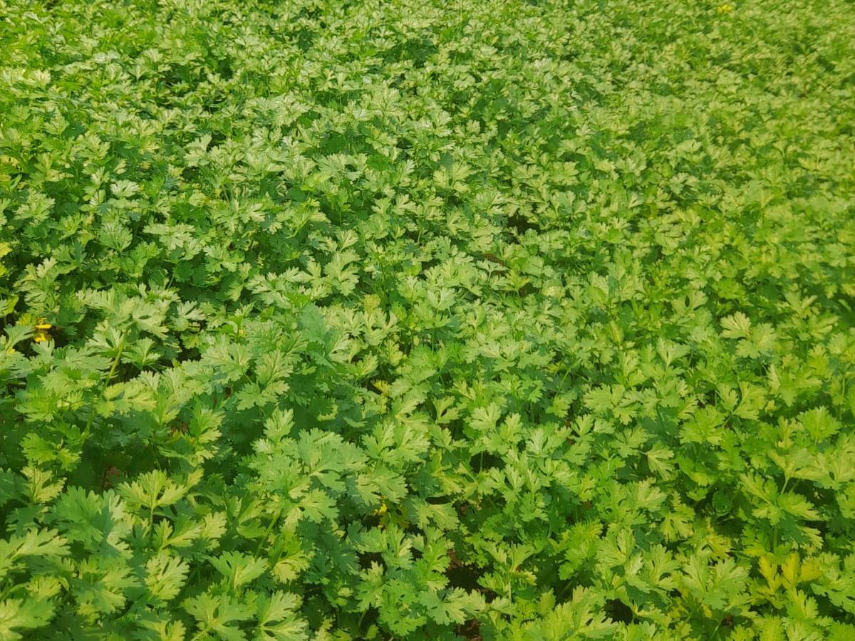 Coriander Leave विक्रीसाठी, पुणे, महाराष्ट्र