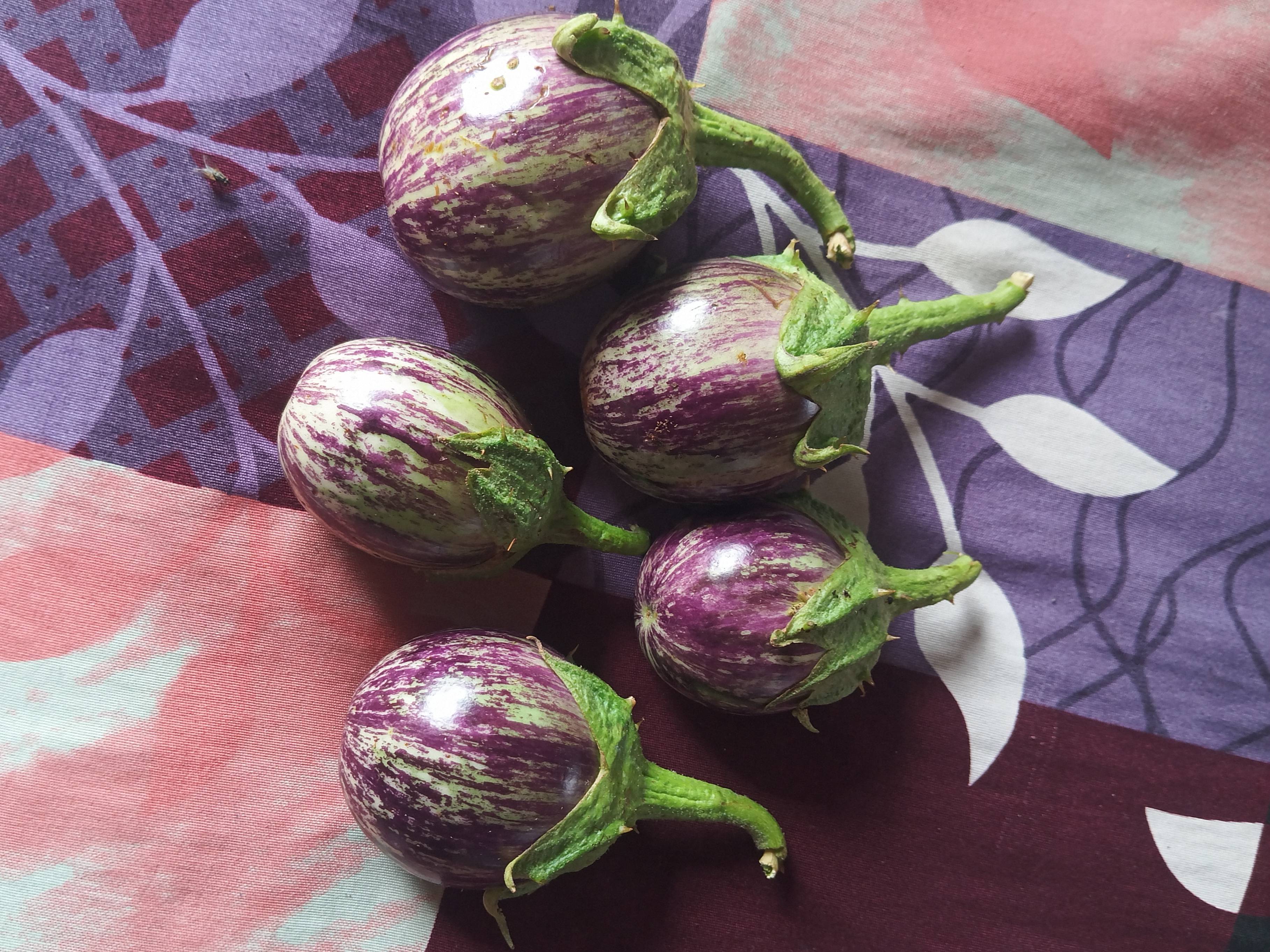 Striped Brinjal (purple) विक्रीसाठी, सांगली, महाराष्ट्र