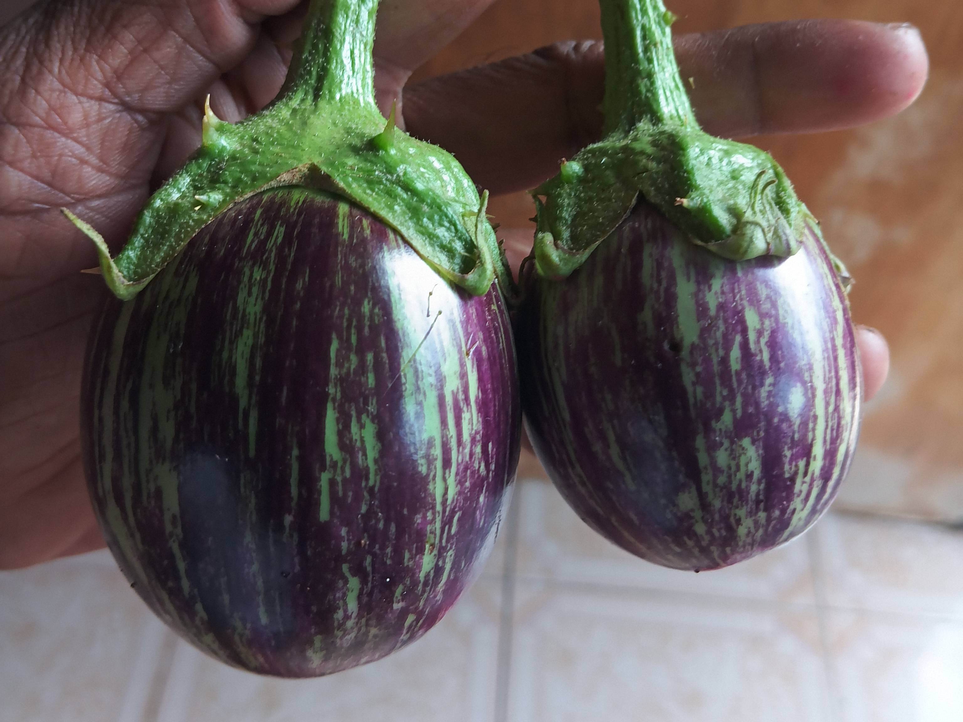 Striped Brinjal (purple) विक्रीसाठी, सांगली, महाराष्ट्र