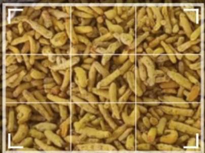 Turmeric Salem