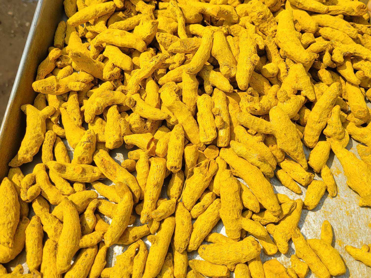 Salem for sale in Sangli, Maharashtra
