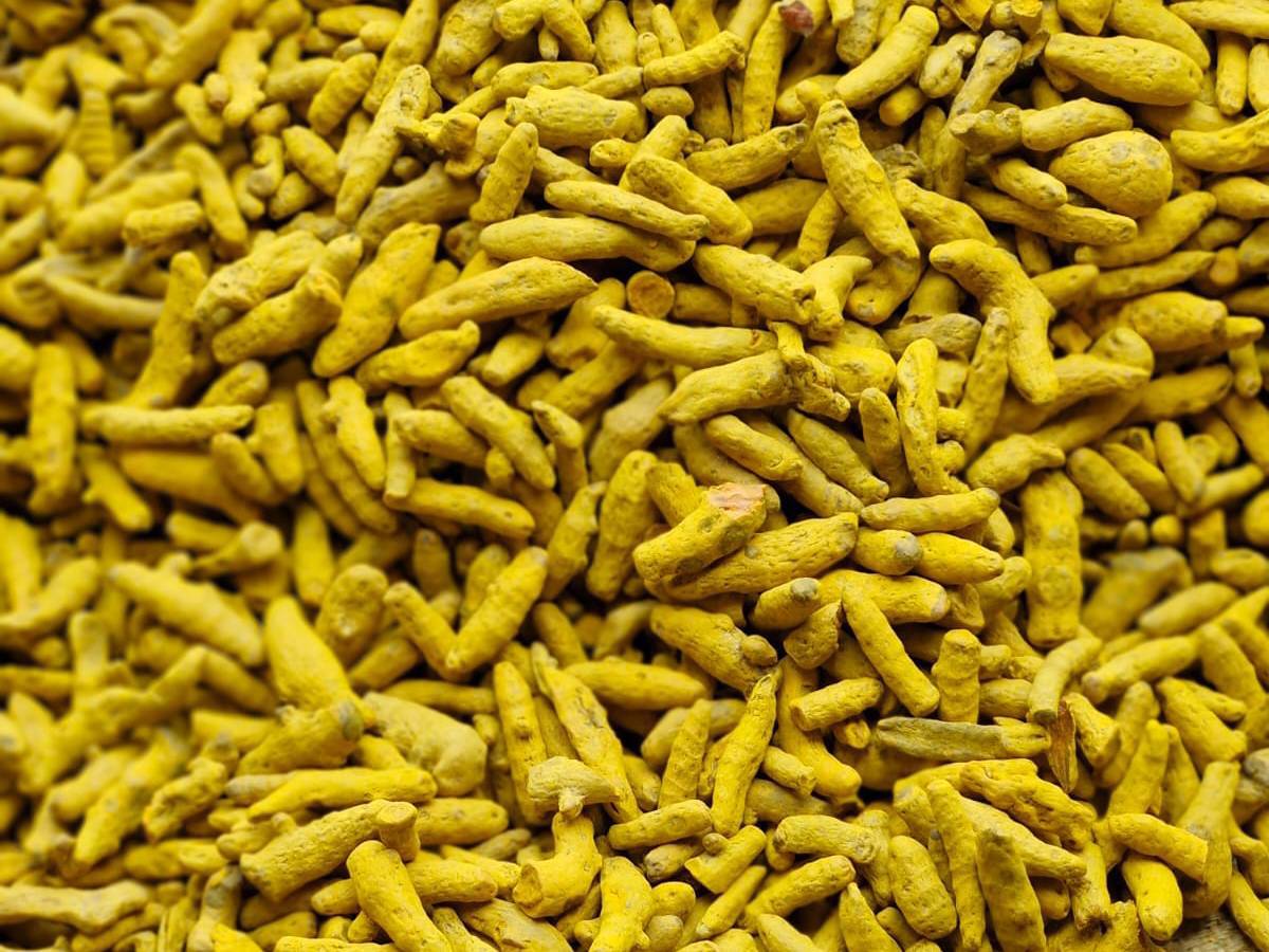 Salem for sale in Sangli, Maharashtra