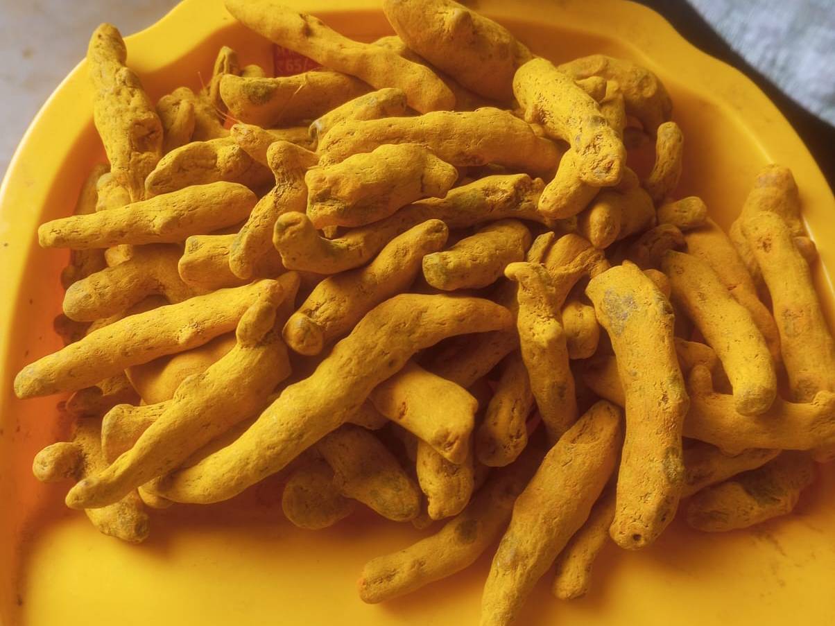 Turmeric Salem