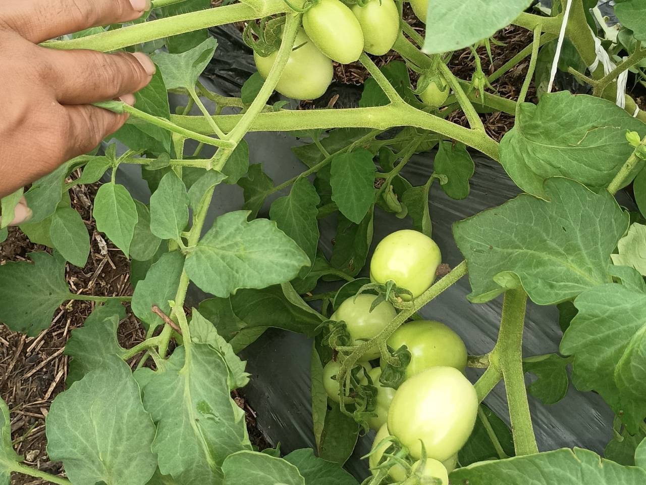 Atharva Tomato बिक्री के लिए, बुलढाणा, महाराष्ट्र