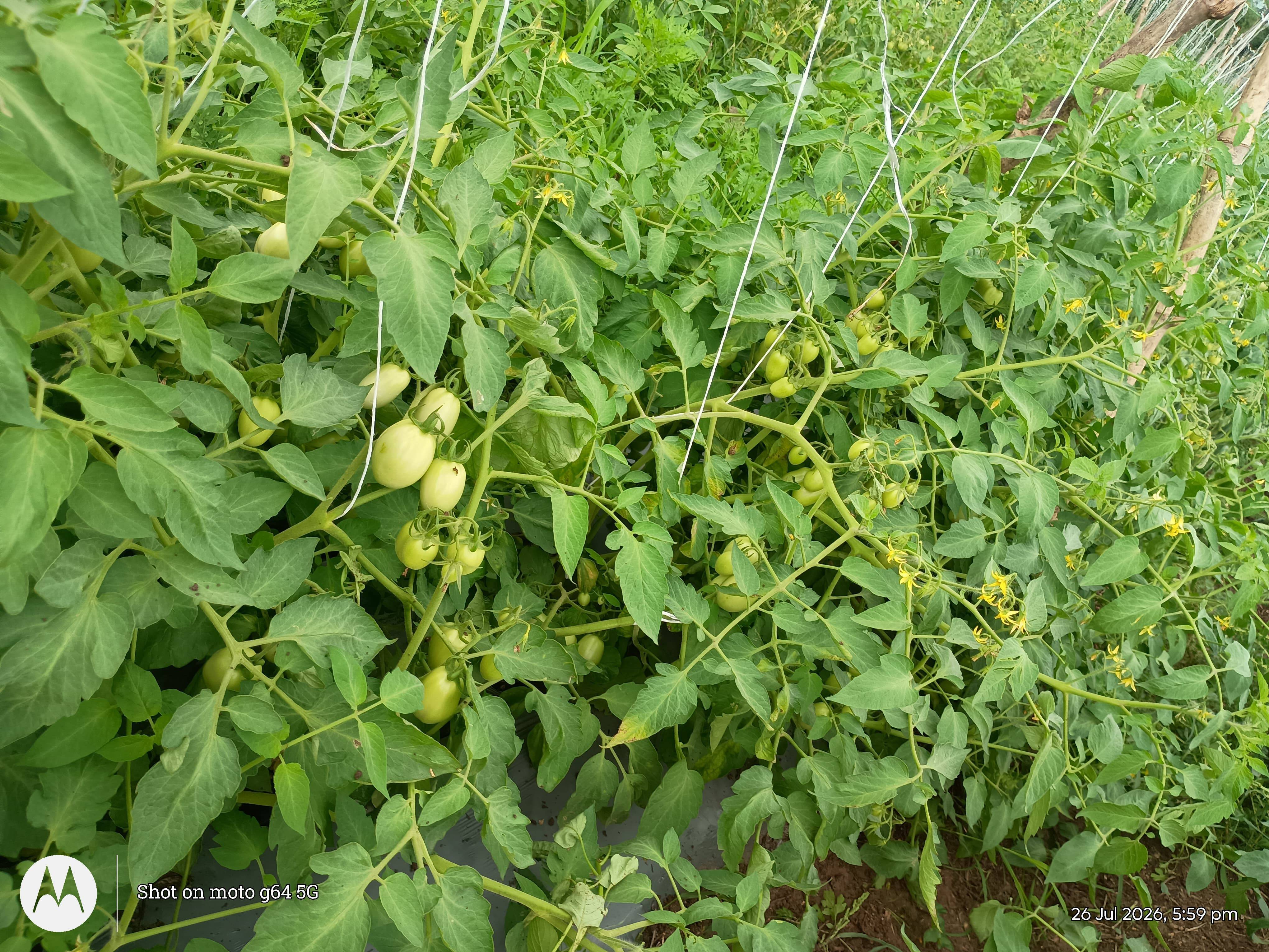 Atharva Tomato बिक्री के लिए, बुलढाणा, महाराष्ट्र