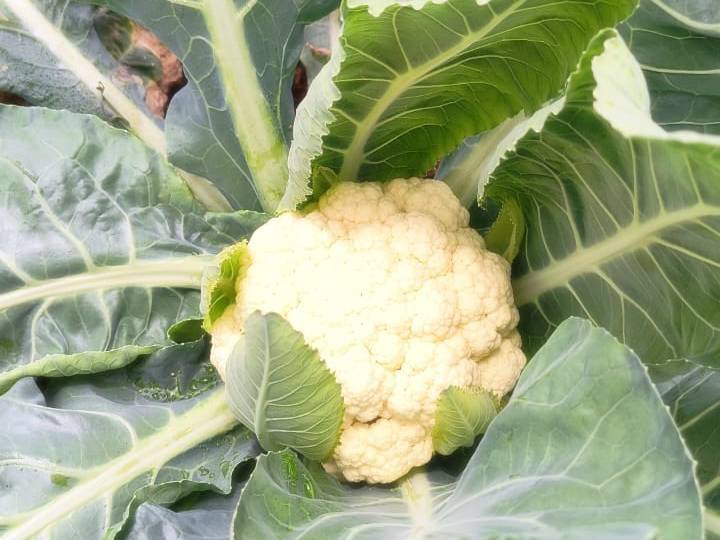 Green Cabbage for sale in Chhatrapati Sambhajinagar, Maharashtra