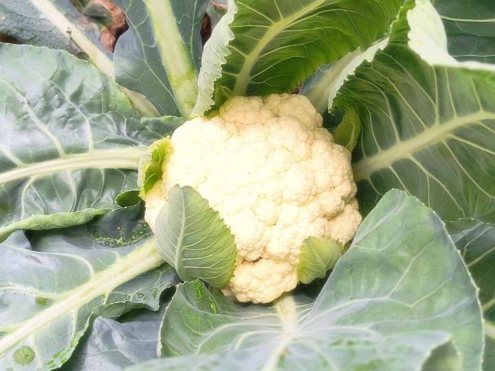 Green Cabbage for sale in Chhatrapati Sambhajinagar, Maharashtra
