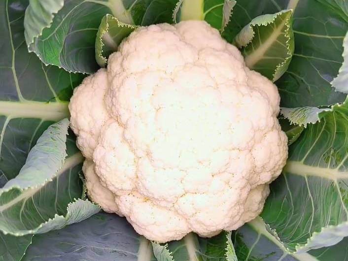 Green Cabbage for sale in Chhatrapati Sambhajinagar, Maharashtra