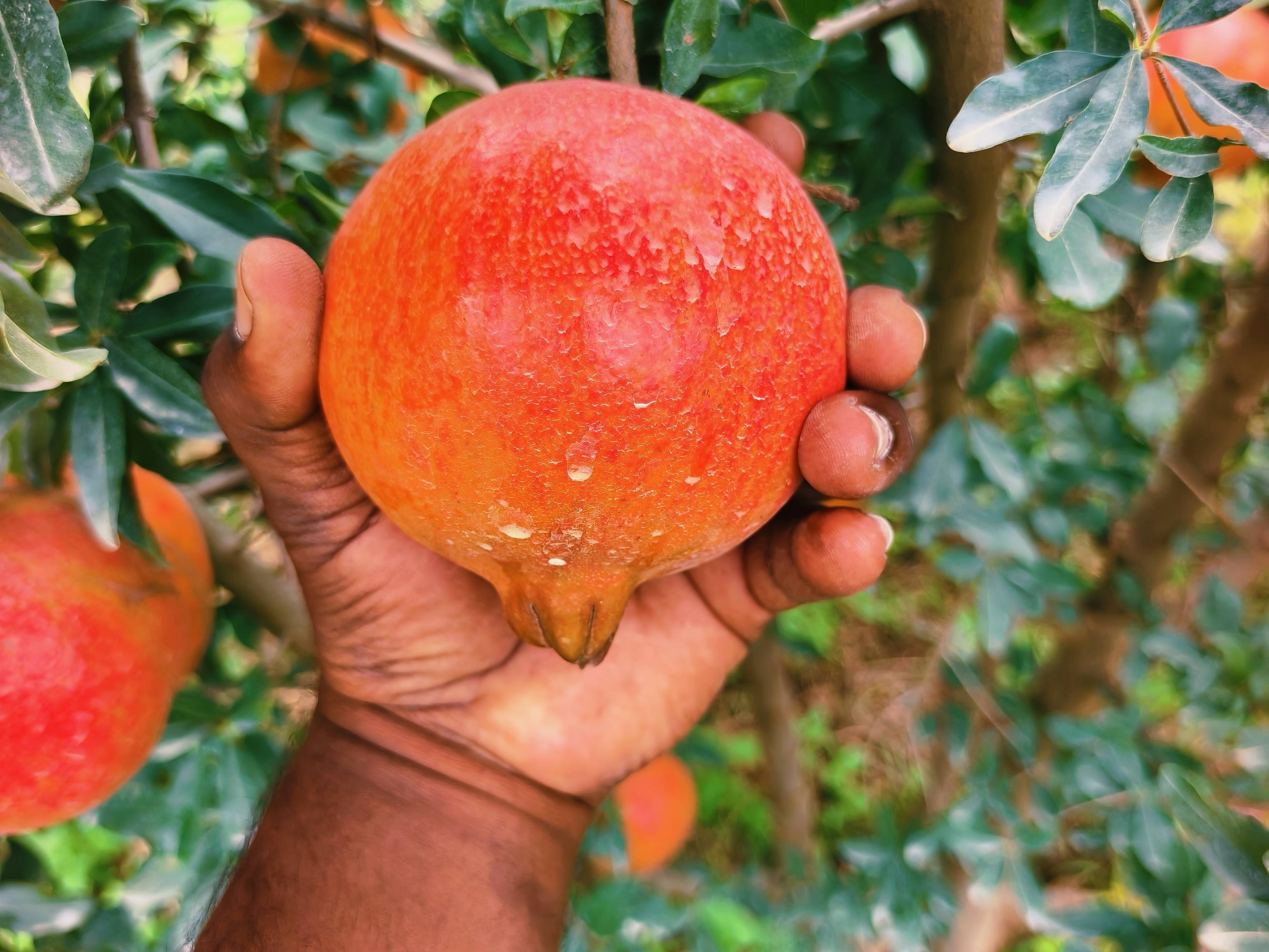 Bhagwa for sale in Solapur, Maharashtra