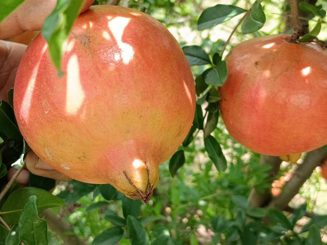 Bhagwa विक्रीसाठी, सोलापूर, महाराष्ट्र