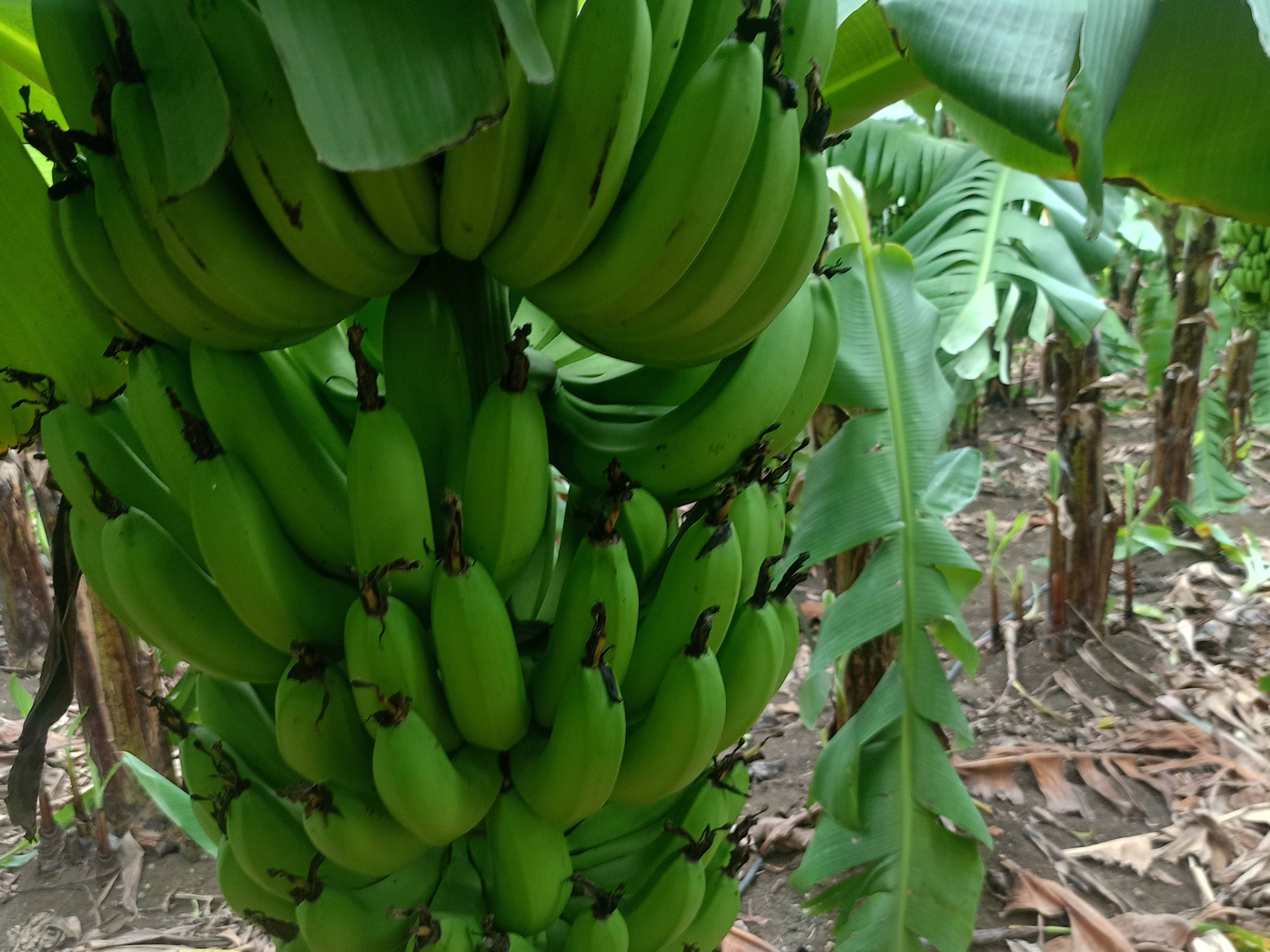 Grand Naine (G9) Banana विक्रीसाठी, हिंगोली, महाराष्ट्र