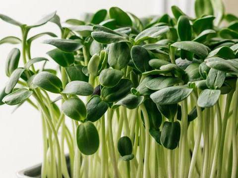 Broccoli Microgreens for sale in Jaipur, Rajasthan