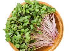 मायक्रोग्रीन्स Broccoli Microgreens